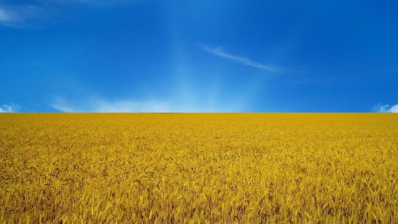  украины полей
