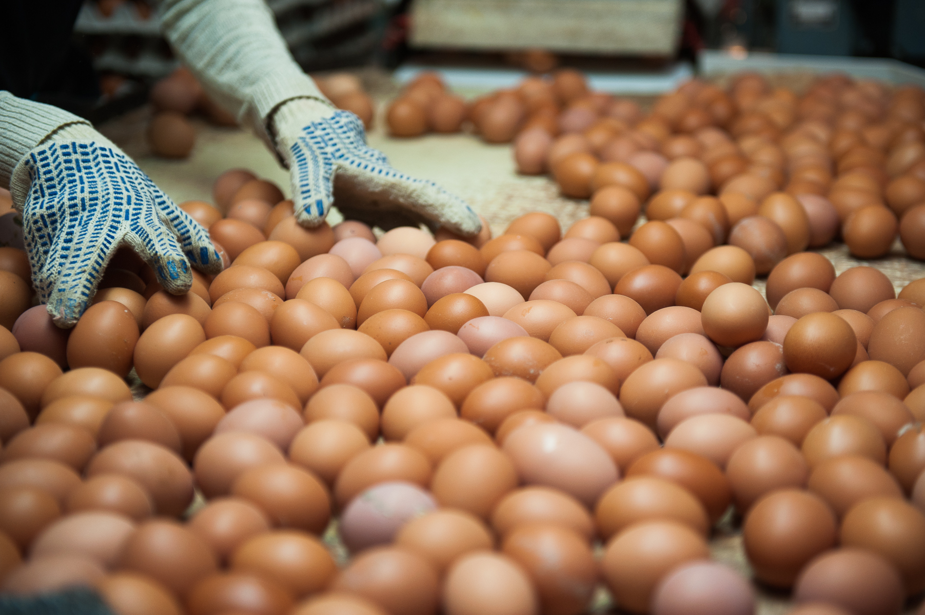 Вслед за яблочками: Россия расширила список запрещенных продуктов из Польши Вслед за яблочками: Россия расширила список запрещенных продуктов из Польши