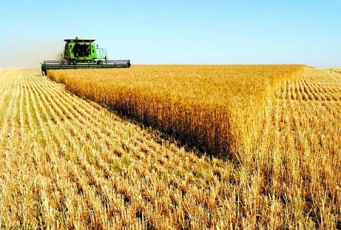 Россию ждет рекордный урожай зерна