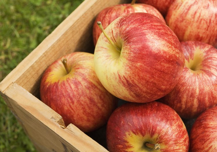 Агроновости: яблоки из Ливана и Польши