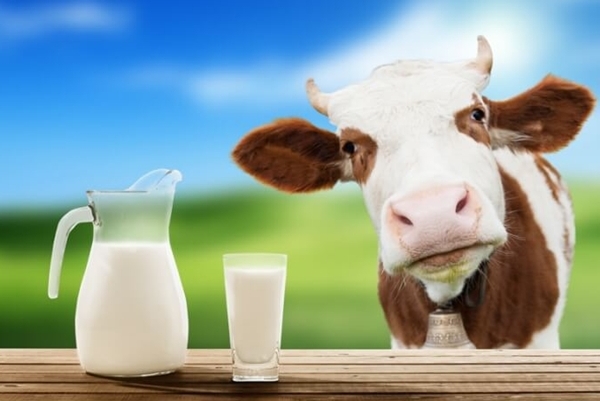 Агроновости: в ожидании низких цен на молоко