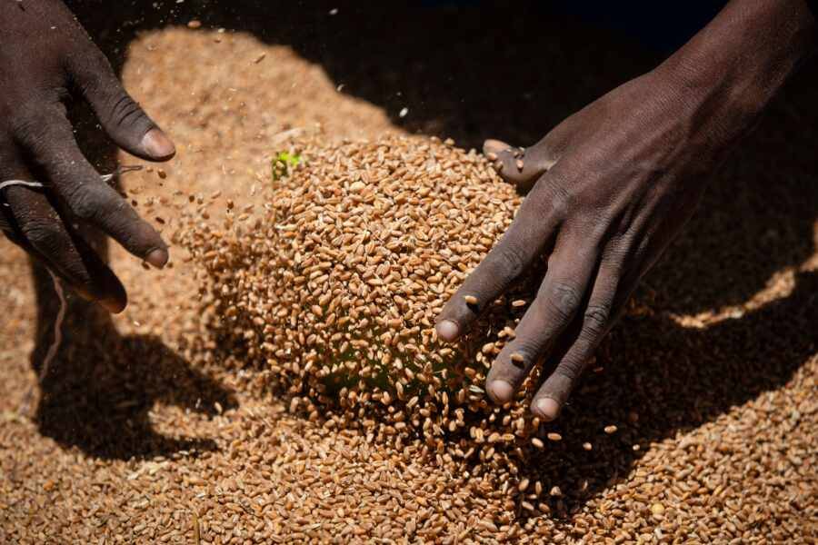 Африка поможет экспорту российского продовольствия