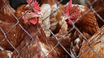 Российские производители мяса птицы пробираются на китайский рынок Российские производители мяса птицы пробираются на китайский рынок