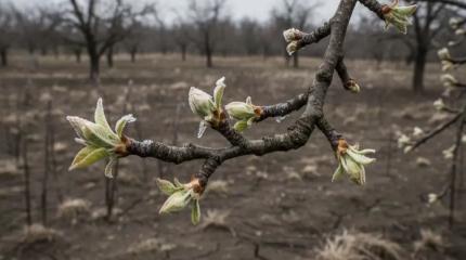 Россия рискует остаться без урожая: зима сошла с ума и убивает сады