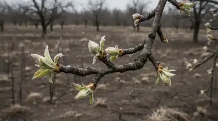 Россия рискует остаться без урожая: зима сошла с ума и убивает сады