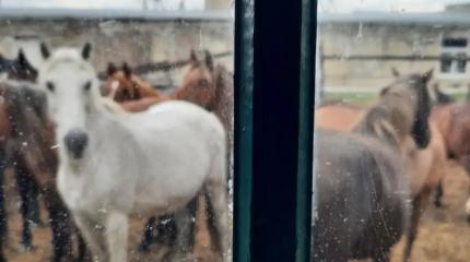 300 лошадей под нож? – судьба единственной фермы кумыса в Крыму