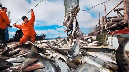 Рыбная катастрофа: эксперты назвали, когда браконьеры обрушат рынок