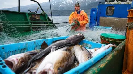 Власть ищет, где рыба — Путин поручил накормить бойцов и школьников