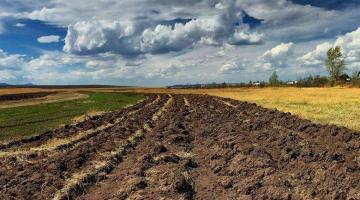 В России хотят изымать земельные участки за мусор и нескошенную траву