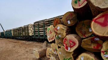 Безотходное производство: как в Приморье перерабатывают древесину