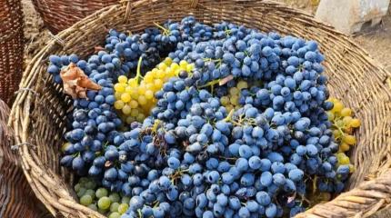 Новая Россия готовится к празднику воссоединения, собирает виноград