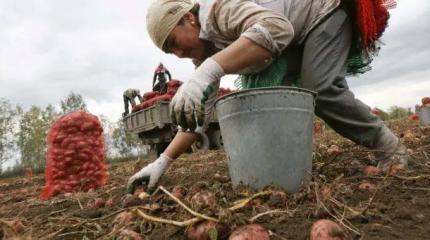 Урожай в России под угрозой срыва: всему виной оказались мигранты Урожай в России под угрозой срыва: всему виной оказались мигранты