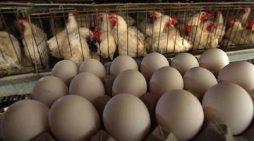 У поляков проблема с яйцами. Вся надежда на украинцев