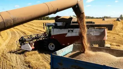 Пшеница за бесценок: почему рекордный урожай обернулся катастрофой