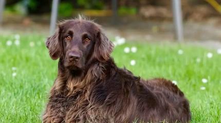 Поводок, намордник, табличка: в Петербурге — новые штрафы для собачников