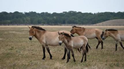 Новая Россия: лошади Пржевальского и 10000 кубов воды в сутки