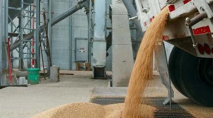 Пшеница из продовольствия для всего мира превратилась в музейный экспонат