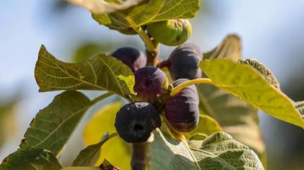 Новая Россия развивает АПК, восстанавливает жильё и готовится к зиме