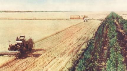 «Сталинский» план спасения природы: отменён, но не забыт