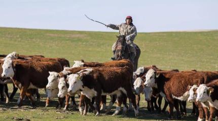 Агропром Казахстана: за какие рога взять «быка» нерешенных проблем?