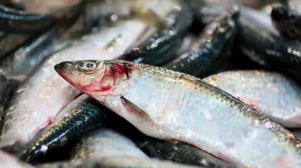 Белорусские рыбаки за 2025 год они наловили селедки для России больше всех