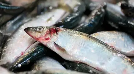 Белорусские рыбаки за 2025 год они наловили селедки для России больше всех