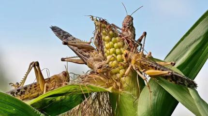 Направление – запад: саранча на Украине добралась до Житомира