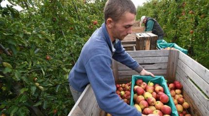 Яблочное эмбарго России: Польша начинает рубить сады