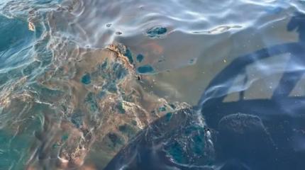 Жертва нефтяного плена: экокатастрофа в Чёрном море набирает обороты Жертва нефтяного плена: экокатастрофа в Чёрном море набирает обороты