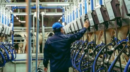 Подмосковье готовит молочный прорыв: МО раскрыла грандиозные планы отрасли