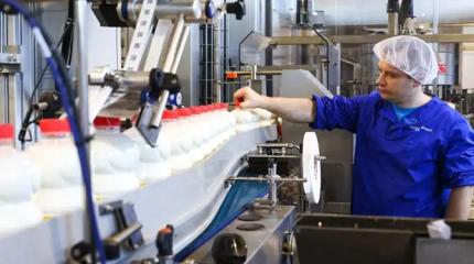 Минсельхоз отчитался о рекордных надоях. Куда утекают молочные реки