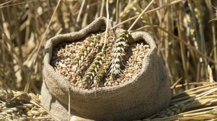 Голодомор made in Ukraine: Киев добивает мировой рынок зерна