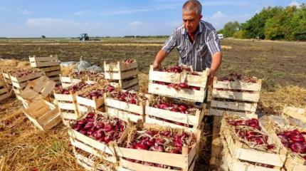 Отменить налоги, списать долги, вернуть пенсионный возраст, иначе – голод Отменить налоги, списать долги, вернуть пенсионный возраст, иначе – голод