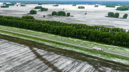 Внезапные холода и снег заставили аграриев считать будущие убытки