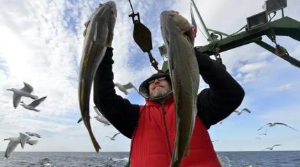 Медведев, где рыба? Рыболовная отрасль всегда стояла к России задом