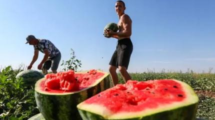 Температурные рекорды лета продолжают удивлять. Чего ждать от урожая? Температурные рекорды лета продолжают удивлять. Чего ждать от урожая?