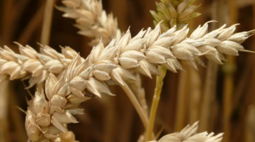 Падение мировых цен на зерно не затронет экспорт российской пшеницы