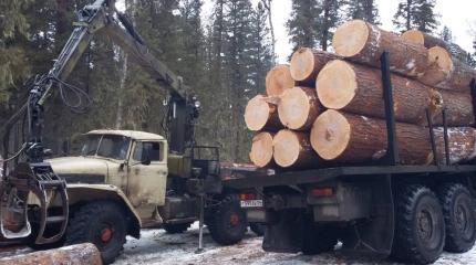 Русский лес остается дома. В чем причины ввода запрета на экспорт кругляка?