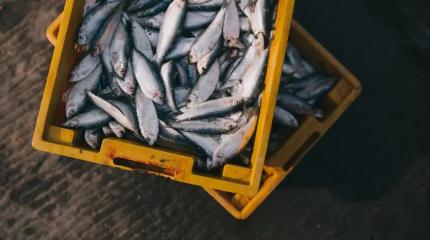 Осло напросился: Москва предъявила ультиматум норвежским рыбакам Осло напросился: Москва предъявила ультиматум норвежским рыбакам