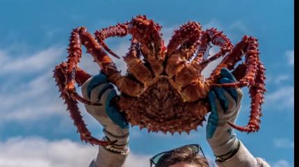 Аляскинские крабы прониклись «духом Анкориджа» и мигрировали в Россию
