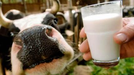 Новая Россия наращивает производство молока, строит заводы и технопарки