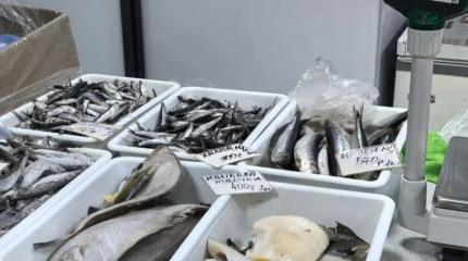 СВО и дикие цены на топливо. Крым остался без рыбы