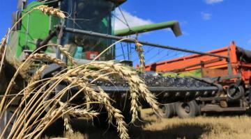 Зерновая арифметика для государства: алтайский фермер разложил «полцены»