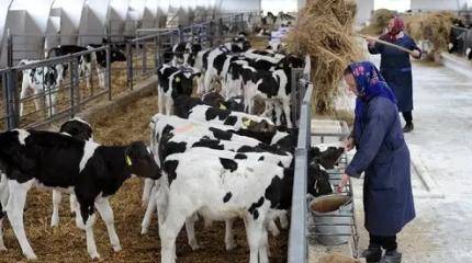 Почему проблемы в животноводстве Белоруссии остры и для России?