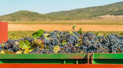 Истина в вине: в России увеличились плантации виноградников