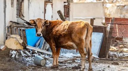 В Сибири как шли, так и идут нервные «эпидемиологические мероприятия»