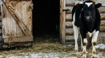 Фактом массового забоя скота в Сибири должны заняться компетентные органы