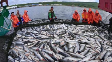 Китай поглощает львиную часть российского рыбного экспорта