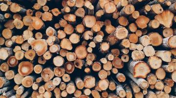 Запрет на вывоз российской древесины поставил на грань банкротства европейские деревообрабатывающие предприятия