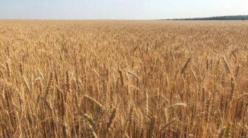 На Украине «мыши съели» зерна на 29,7 миллиона долларов